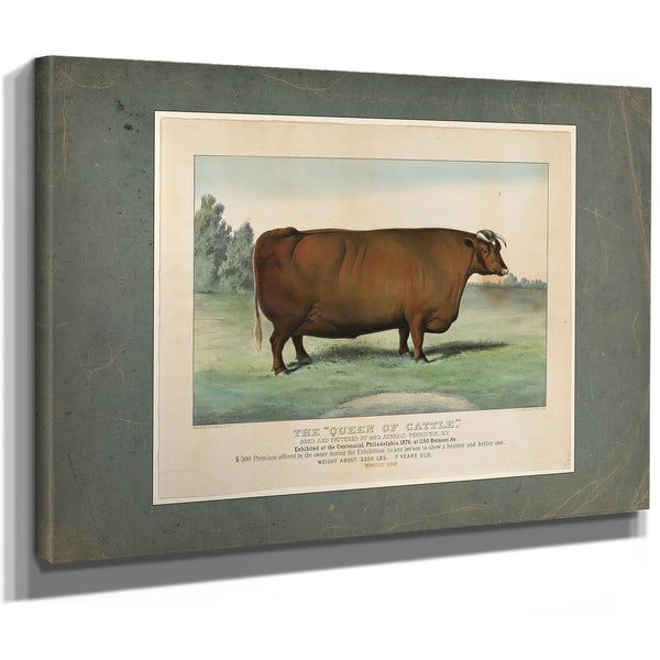 The Queen of Cattle Bred and Fattened by Geo Ayrault Poughkeepsie NY. Exh — Stretched Canvas Print | Bella Frye