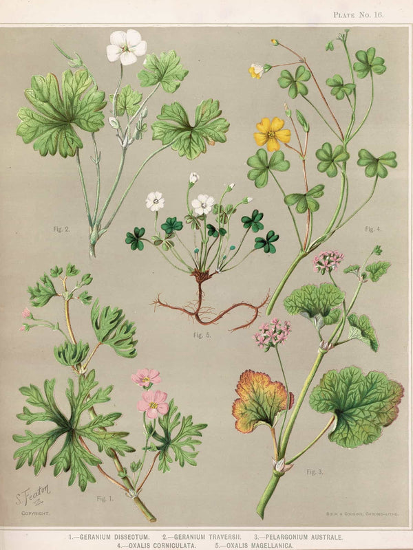 Sarah Featon 1  Geranium Dissectum 2  Geranium Traversii 3  Pelargonium Australe 4  Oxalis Corniculata 5  Oxalis Magellanica Plate 16 By Sarah Featon