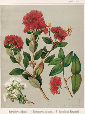 Sarah Featon 1  Metrosideros Robusta 2  Metrosideros Scandens 3  Metrosideros Parkinsonii Plate 36 By Sarah Featon