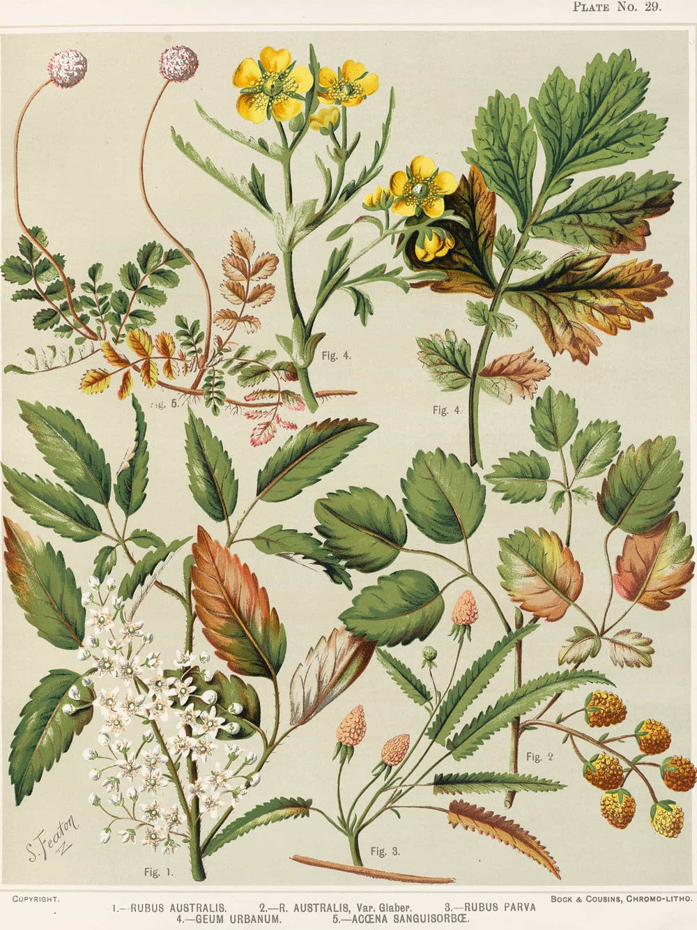 Sarah Featon 1  Rubus Australis 2  R Aaustralis Var Glaber 3  Rubus Parva 4  Geum Urbanum 5  Acaena Sanguisorbce Plate 29 By Sarah Featon