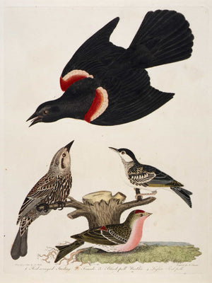 Alexander Lawson 1 Red Winged Starling 2 Female 3 Black Poll Warbler 4 Lesser Red Poll By Alexander Lawson