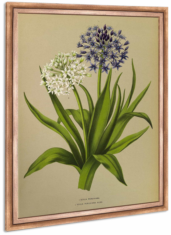 1 Scilla Peruviana 2scilla Peruviana Alba By Arentina Hendrica Arendsen