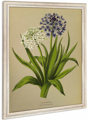 1 Scilla Peruviana 2scilla Peruviana Alba By Arentina Hendrica Arendsen