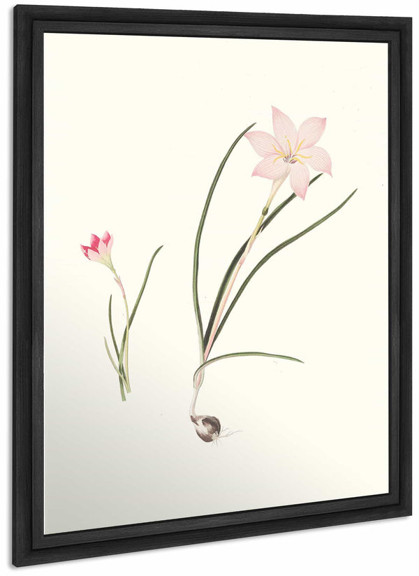 1 Zephyranthes Carinatus 2 Zephyranthes Rosea By Priscilla Susan Bury