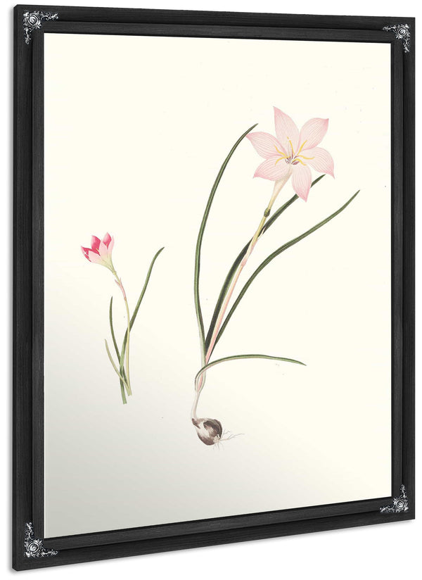 1 Zephyranthes Carinatus 2 Zephyranthes Rosea By Priscilla Susan Bury