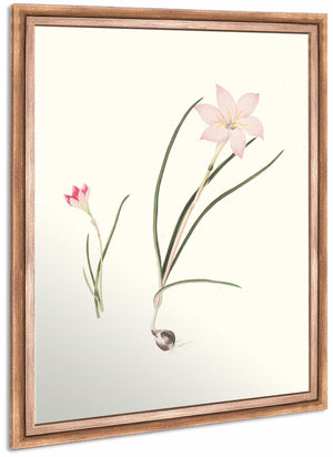 1 Zephyranthes Carinatus 2 Zephyranthes Rosea By Priscilla Susan Bury