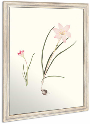 1 Zephyranthes Carinatus 2 Zephyranthes Rosea By Priscilla Susan Bury