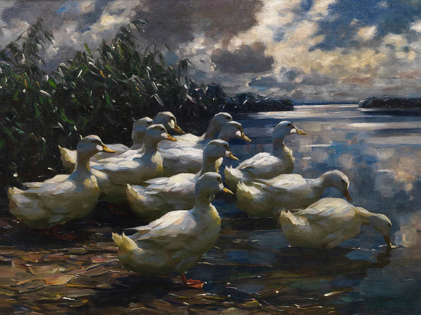 Alexander Koester 11 Enten In Der Morgensonne By Alexander Koester