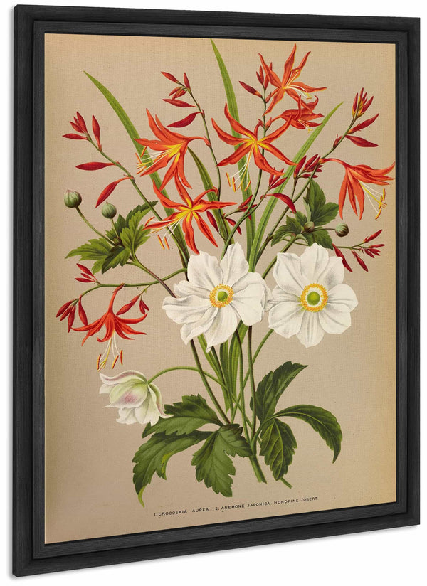 1crocosmia Aurea 2anemone Japonica Honorine Jobert By Arentina Hendrica Arendsen