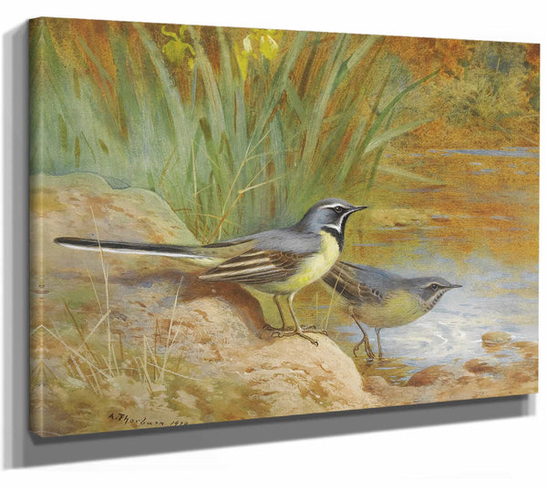 5 Grey Wagtails By Archibald Thorburn