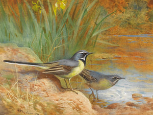 Archibald Thorburn 5 Grey Wagtails By Archibald Thorburn