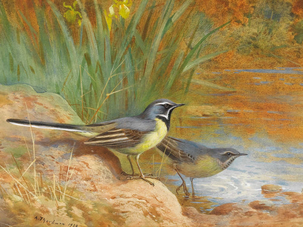 Archibald Thorburn 5 Grey Wagtails By Archibald Thorburn