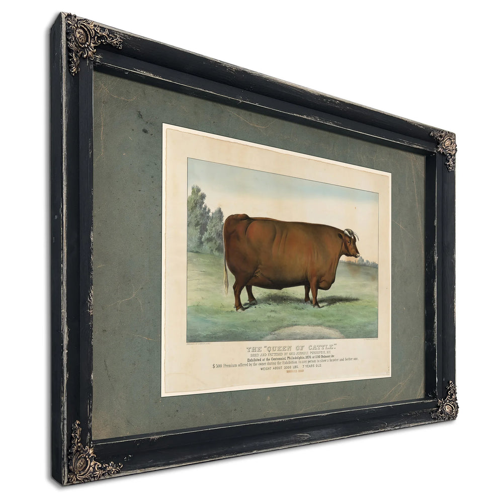 The Queen of Cattle Bred and Fattened by Geo Ayrault Poughkeepsie NY. Exh — Ebony Framed Canvas Print | Bella Frye