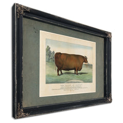 The Queen of Cattle Bred and Fattened by Geo Ayrault Poughkeepsie NY. Exh — Ebony Framed Canvas Print | Bella Frye