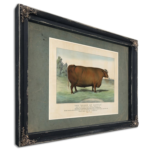 The Queen of Cattle Bred and Fattened by Geo Ayrault Poughkeepsie NY. Exh — Ebony Framed Canvas Print | Bella Frye