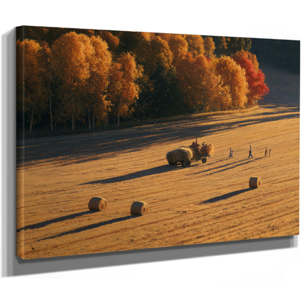 Autumn Hay Harvest In Golden Fields by Bella Frye