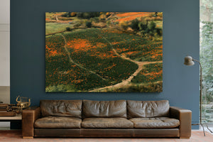 Orange Wildflower Hills With Winding Path by Bella Frye