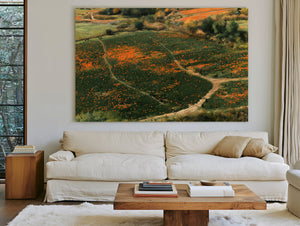 Orange Wildflower Hills With Winding Path by Bella Frye