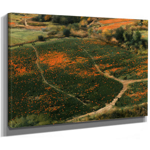 Orange Wildflower Hills With Winding Path by Bella Frye