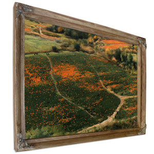 Orange Wildflower Hills With Winding Path by Bella Frye