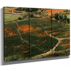 Orange Wildflower Hills With Winding Path by Bella Frye