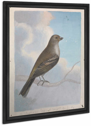 A Bird By James Sowerby