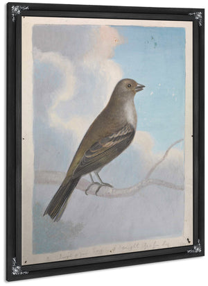 A Bird By James Sowerby