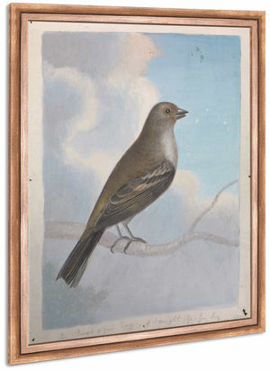 A Bird By James Sowerby