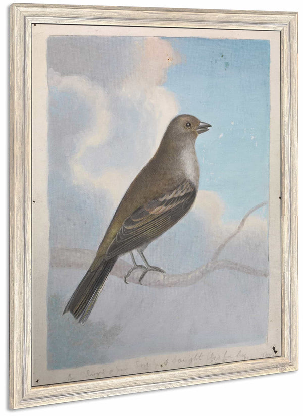 A Bird By James Sowerby