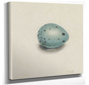 James Sowerby A Birds Egg By James Sowerby