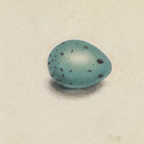 James Sowerby 12" x 12" / Unframed Paper A Birds Egg By James Sowerby