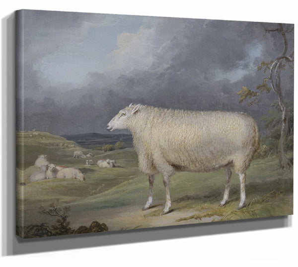 A Border Leicester Ewe By James Ward