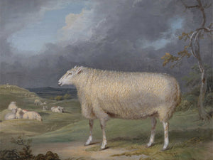 James Ward A Border Leicester Ewe By James Ward