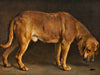 Otto Bache A Broholmer Dog Looking At A Stag Beetle By Otto Bache