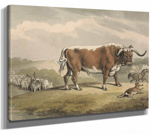 A Bull And A Rabbit By Samuel Howitt