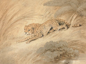 Samuel Howitt A Cheetah Crouching By A Pool By Samuel Howitt