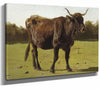 Auguste Bonheur 14" x 11" / Stretched Canvas Wrap A Cow Grazing In A Meadow By Auguste Bonheur