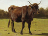 Auguste Bonheur A Cow Grazing In A Meadow By Auguste Bonheur