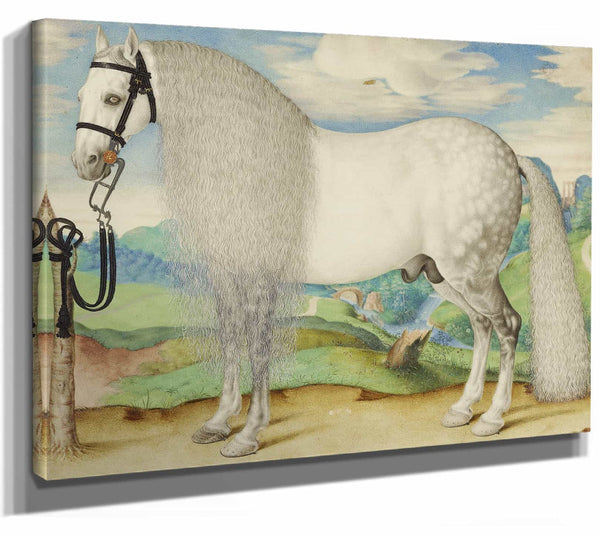 Prague School 14" x 11" / Stretched Canvas Wrap A Dappled Gray Stallion Tethered In A Landscape (About 1584–1587) By Prague School