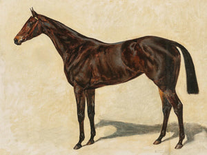 Emil Adam A Dark Brown Thoroughbred Mare By Emil Adam