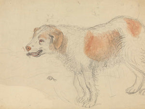 James Sowerby A Dog 3 By James Sowerby