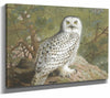 Archibald Thorburn 14" x 11" / Stretched Canvas Wrap A Female Snowy Owl By Archibald Thorburn