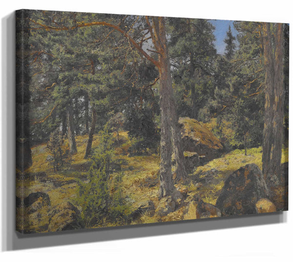 Gottfrid Samuel Nickolaus Kallstenius 14" x 11" / Stretched Canvas Wrap A Fir Bank By Gottfrid Samuel Nickolaus Kallstenius