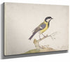 Pieter Withoos 14" x 11" / Stretched Canvas Wrap A Great Titmouse (Parus Major) Perched On A Branch (1670–93) By Pieter Withoos