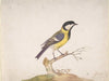 Pieter Withoos A Great Titmouse (Parus Major) Perched On A Branch (1670–93) By Pieter Withoos