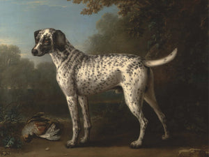 John Wootton A Grey Spotted Hound By John Wootton