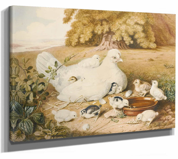 Augusta Innes Withers 14" x 11" / Stretched Canvas Wrap A Hen With Her Chicks By Augusta Innes Withers