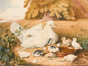 Augusta Innes Withers A Hen With Her Chicks By Augusta Innes Withers