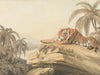 Samuel Howitt A Tiger Resting By Samuel Howitt