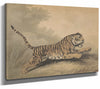 Samuel Howitt 14" x 11" / Stretched Canvas Wrap A Tigress Leaping To The Right By Samuel Howitt